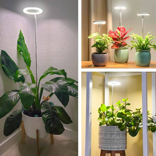 - Pflanzenlicht für Zuhause