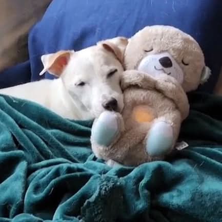 | Beruhigendes Kuscheltier für Welpen & Kätzchen