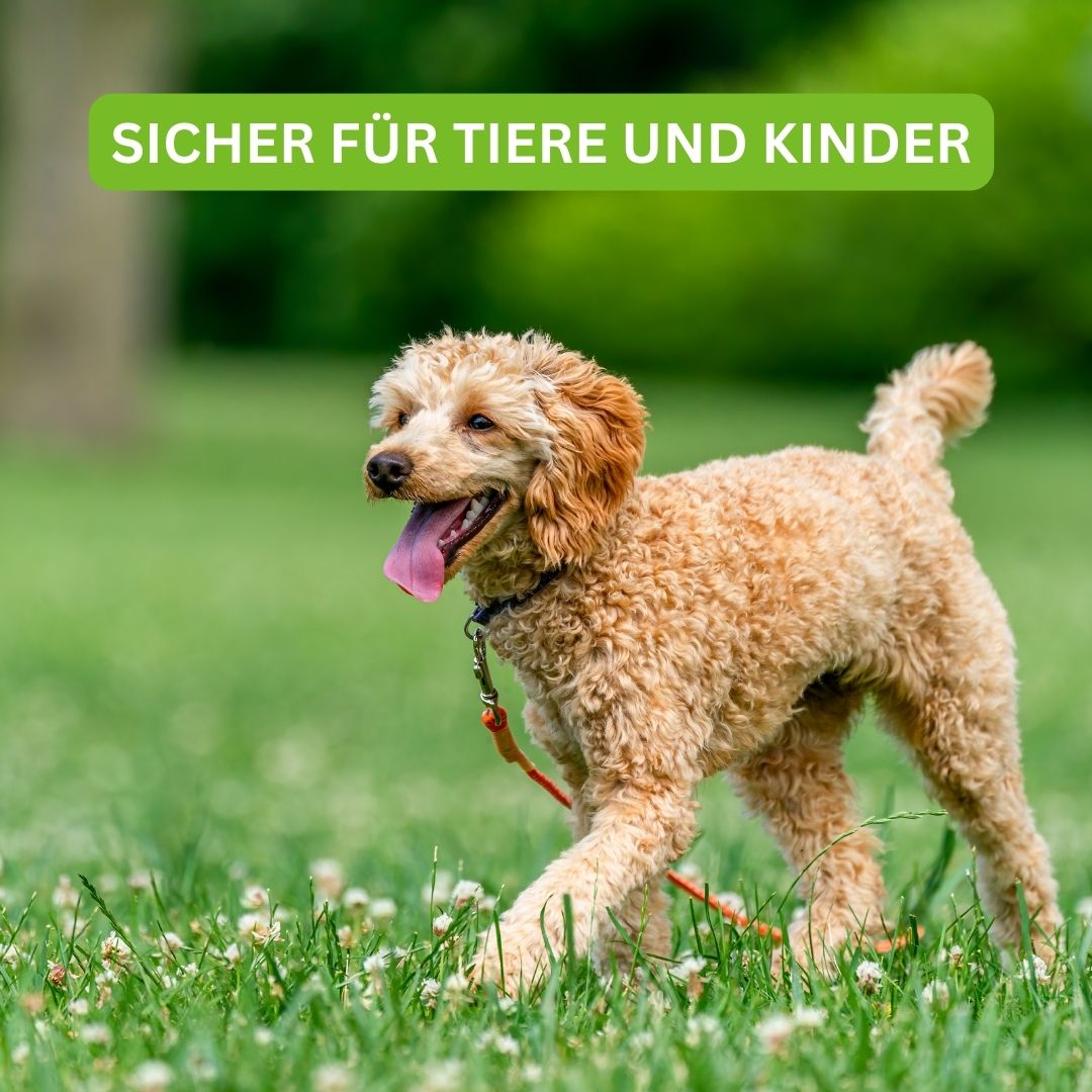 Turbogras - für gesunden und schnellwachsenden Rasen inkl