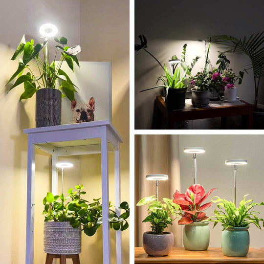 - Pflanzenlicht für Zuhause