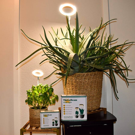 - Pflanzenlicht für Zuhause